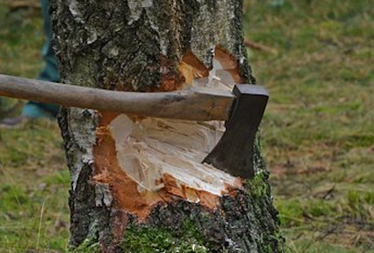 Holzfällungen
